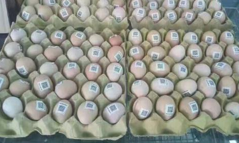 雞蛋二維碼質量可追溯性係統價格多少？