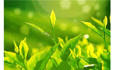 茶葉午夜免费电影溯源係統具有哪些優勢價值?