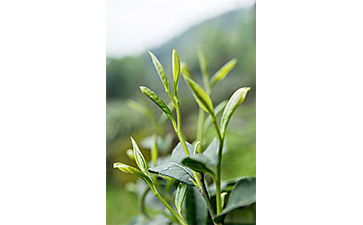 茶葉二維碼午夜免费电影標簽可以帶來哪些優勢價值已經特點?